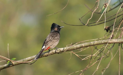 A Red-vented Bulbul (Pycnonotus cafer) on a tree branch, Sreepur, Gazipur, Bangladesh