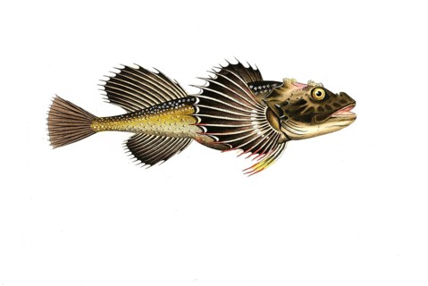 Fish, Fish, Fish genus from the bullhead family, Cottus Quadricornis, Sea bullhead, Fourhorn
