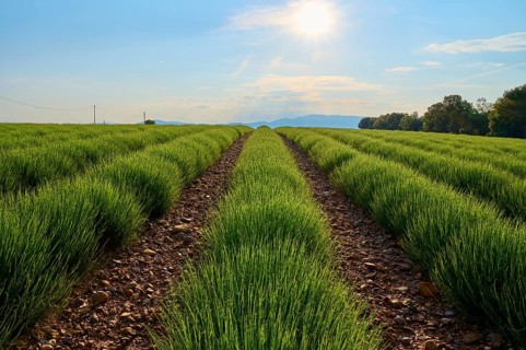 Sprawling lavender field (Lavandula), at sunrise, summer, Valensole, Alpes-de-Haute-Provence,