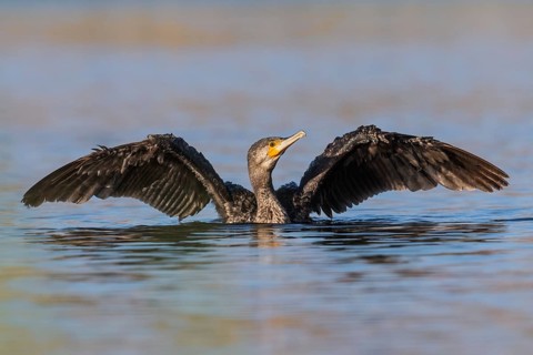 Great Cormorant (Phalacrocorax carbo), Eilat, Israel