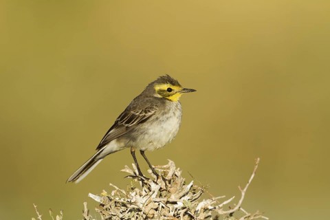 Citrine Wagtail (Motacilla citreola), Oman