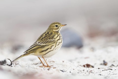 Meadow Pipit - Wiesenpieper - Anthus pratensis ssp. pratensis, Germany