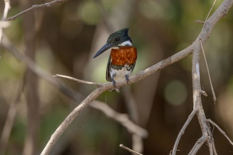 Green kingfisher (Chloroceryle americana), m, on branch, Pantanal, Brazil