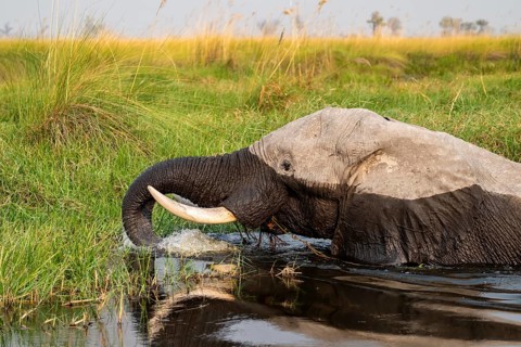 African elephant (Loxodonta africana) swimming in the swamp, Xakanaxa Lagoon, Okavango Delta,