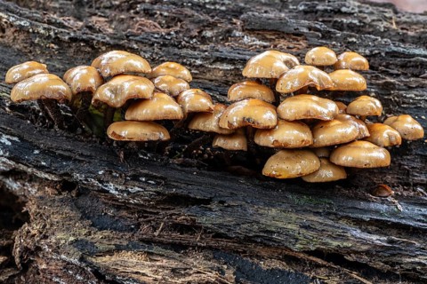 Sulphur tuft (Hypholoma fasciculare), Emsland, Lower Saxony, Germany
