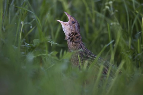 Corn Crake (Crex crex) male calling, Saxony, Germany