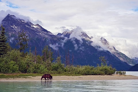 Brown bear (Ursus arctos) walking along the shore, Lake Clark National Park, Alaska