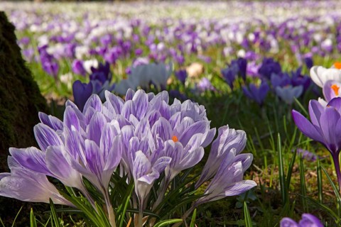 Crocuses, spring crocuses, crocus field, carpet of flowers, spring saffron, iris family, Backemoor,