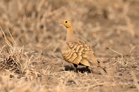 Chestnut-bellied Sandgrouse (Pterocles exustus), Aledeghi National Park, Ethiopia