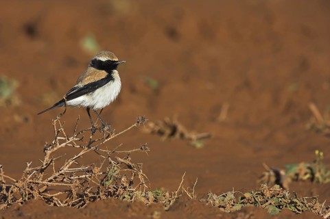 Desert Wheatear (Oenanthe deserti), Morocco