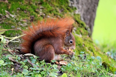 Squirrel (Sciurus vulgaris), adult, in a meadow, eating, with food, walnut, Mannheim, Germany