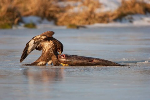 Common Buzzard (Buteo buteo), Mecklenburg-Western Pomerania, Germany