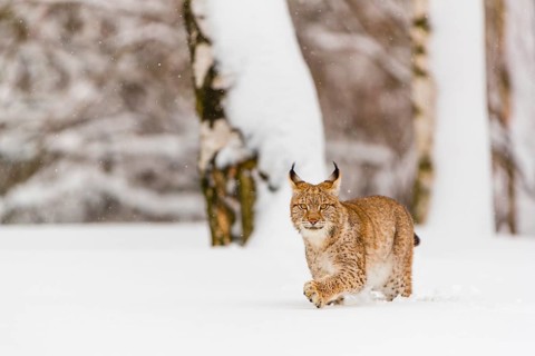 One young male Eurasian lynx, (Lynx lynx), walking over a deep snow covered meadow with a forest in