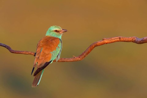 European roller (Coracias garrulus), on a perch