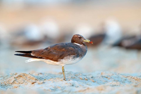 Hemprich's Gull, (Ichthyaetus hemprichii), (Larus hemprichii), Fish Eagle Gull Salalah, Taqah