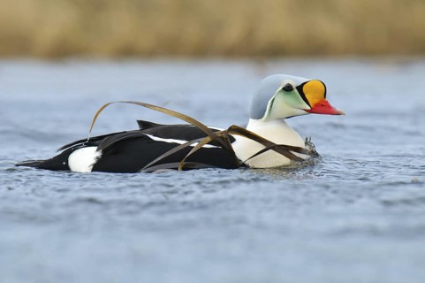 King Eider (Somateria spectabilis) male, Alaska, USA