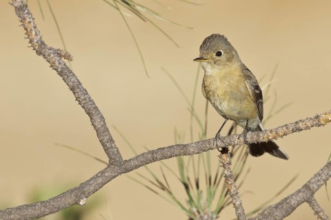 Buff-breasted Flycatcher (Empidonax fulvifrons) perched on a branch in southern Arizona, USA