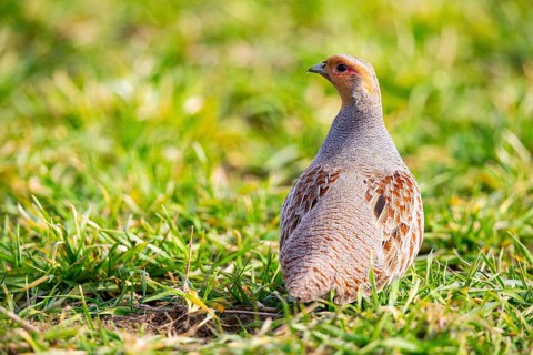 Grey partridge (Perdix perdix) Germany