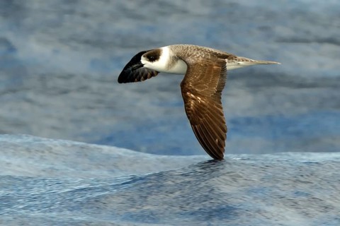 White-necked Petrel (Pterodroma cervicalis) flying, New South Wales, Australia