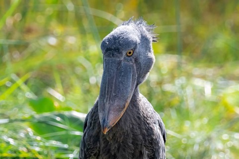 Shoebill (Balaeniceps rex), juvenile, animal portrait, swamps of Mabamba, Lake Victoria, Uganda