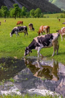 Holstein Friesian cattle stand on a green meadow at a puddle and drink. A reflection of the cows
