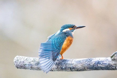 Kingfisher (Alcedo atthis) Germany