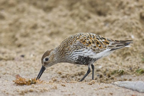 Dunlin (Calidris alpina) foraging, North Rhine-Westphalia, Germany