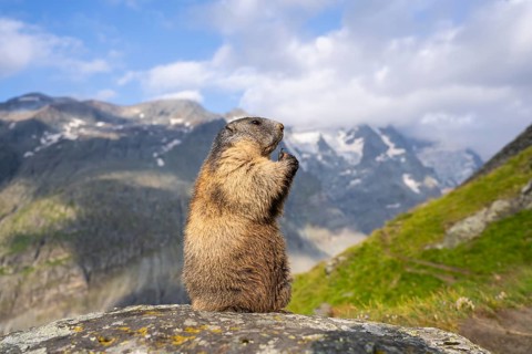 Alpine marmot (Marmota marmota) in autumn, Grossglockner, High Tauern National Park, Austria