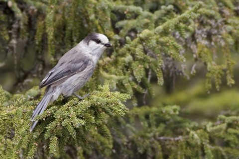 Grey Jay (Perisoreus canadensis), British Columbia, Canada