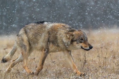 One young male eurasian gray wolf (Canis lupus lupus) running over a snow covered meadow during