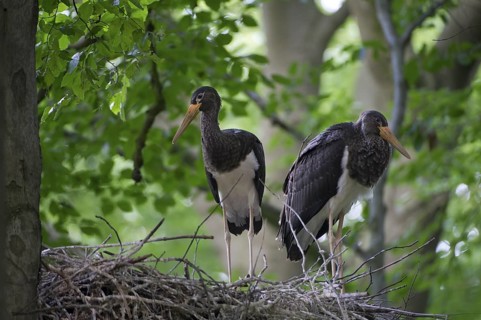 Black Stork (Ciconia nigra) nest, Saxony, Germany