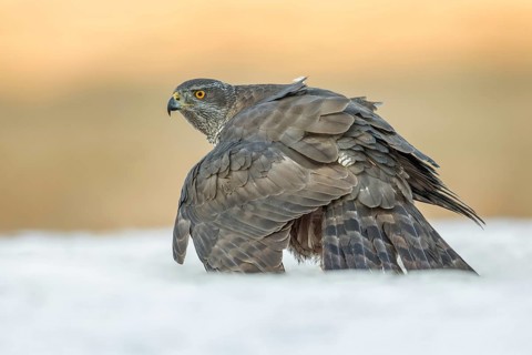 Northern Goshawk (Accipiter gentilis) perched on a snowy ground, Poland