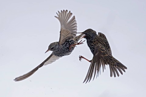 Starling (Sturnus vulgaris), close-up, two adult birds attacking each other in flight in an
