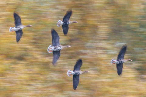 Greater White-fronted Goose (Anser albifrons) group flying, North Rhine-Westphalia, Germany