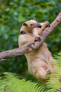 One southern tamandua (Tamandua tetradactyla), climbs up a tree in a forest