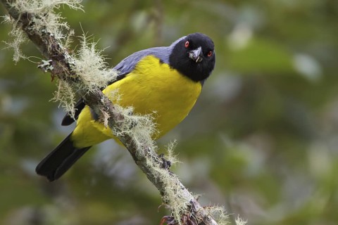 Hooded Mountain-Tanager (Buthraupis montana) perched on a branch in Ecuador, South America