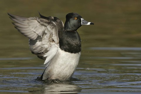 Ring-necked Duck (Aythya collaris) male, Arizona, USA