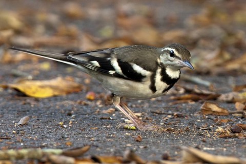 Forest Wagtail (Dendronanthus indicus), Penang, Malaysia