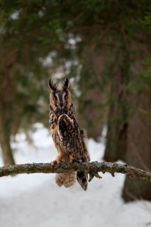 Long-eared owl (Asio otus), adult, perch, winter, snow, alert, Bohemian Forest, Czech Republic