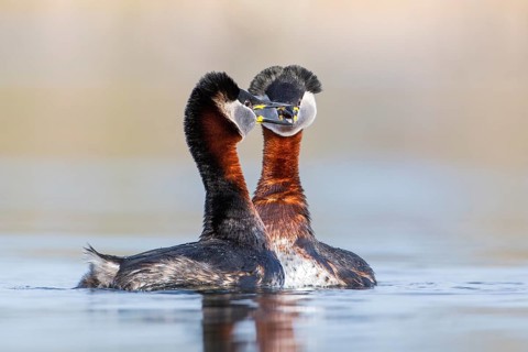 Red-necked Grebe (Podiceps grisegena) pair displaying, Saxony-Anhalt, Germany