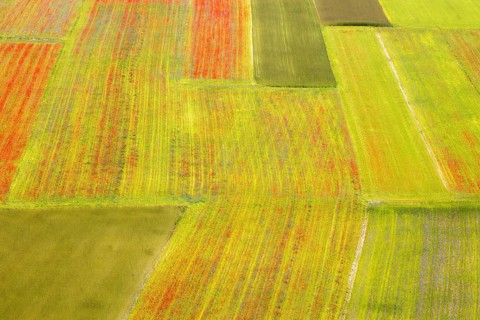 The lentil bloom in Castelluccio di Norcia, nestled in the Sibillini Mountains of the Italian