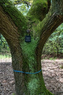 Cemetery forest, burial place in the forest, in biodegradable urns, under trees, Niederkrüchten,
