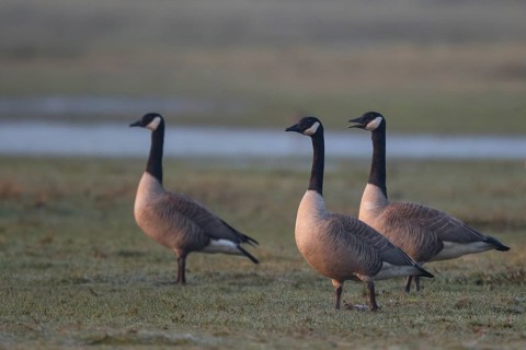 Canada Goose (Branta canadensis), North Rhine-Westphalia, Germany