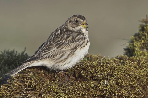 Lapland Longspur (Calcarius lapponicus), Manitoba, Canada