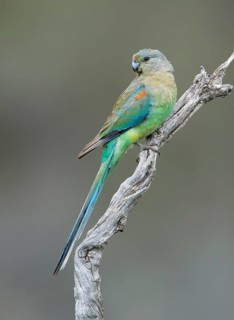 Mulga Parrot (Psephotellus varius) female perched on a branch, South Australia, Australia