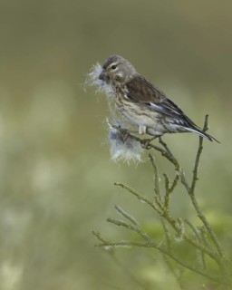 Common Linnet (Linaria cannabina) female, Schleswig-Holstein, Germany