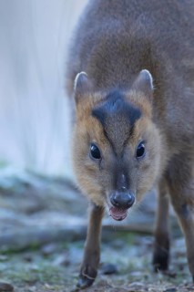 Muntjac deer (Muntiacus reevesi) juvenile animal feeding, Suffolk, England, United Kingdom