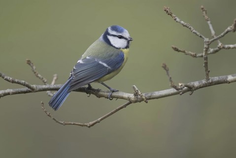 Eurasian Blue Tit (Cyanistes caeruleus), Saxony, Germany