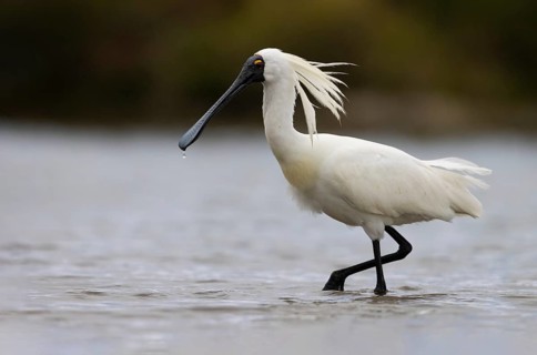 Royal Spoonbill (Platalea regia) foraging, Victoria, Australia