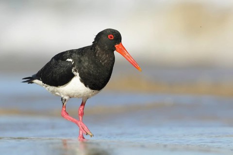 Pied Oystercatcher (Haematopus longirostris) foraging at shoreline, Victoria, Australia